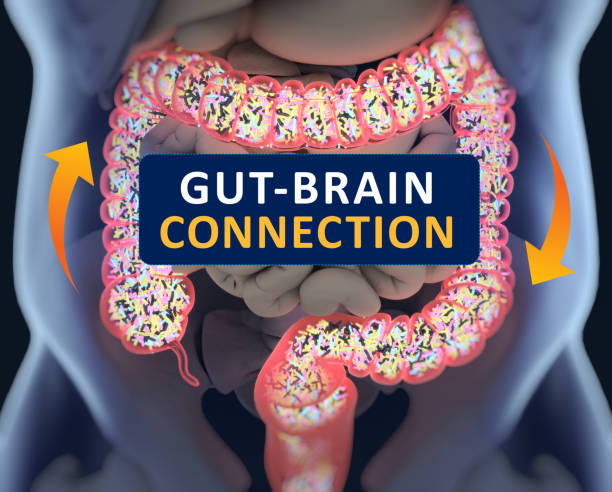istock Gut-brain connection or gut brain axis. Concept art showing a connection from the gut to the brain. 3d illustration. 686292346