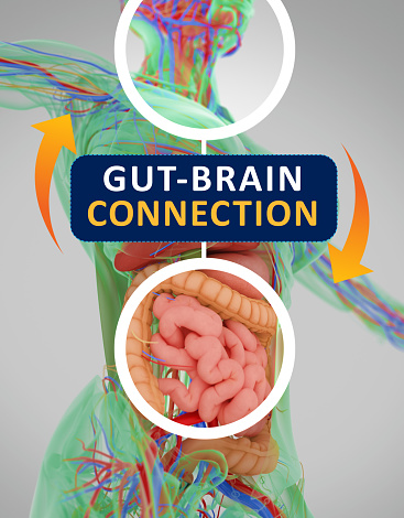 Gut-brain connection or gut brain axis. Concept art showing the health connection from the gut to the brain. 3d illustration. Gut-brain connection or gut brain axis. Concept art showing the health connection from the gut to the brain. 3d illustration.