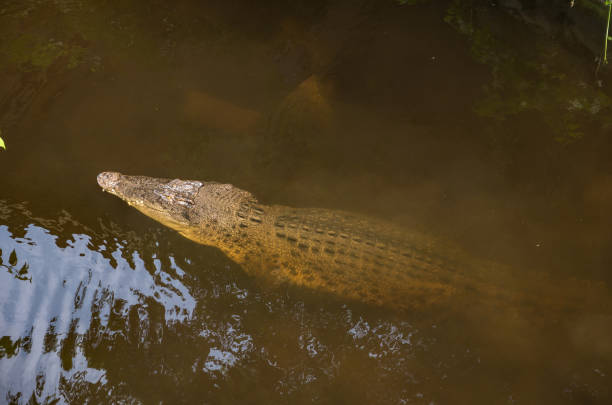 istock Crocodile floating in the water, View from the top 686294774