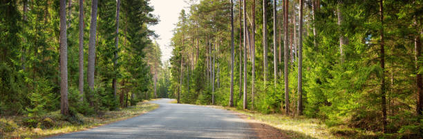istock asphalt road in the forest 686301744