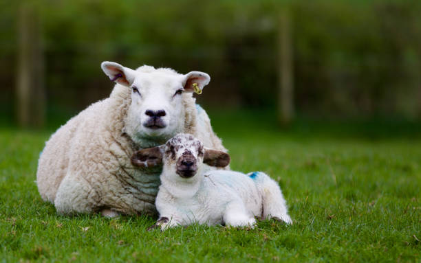istock Mother ewe with baby lamb 686302194