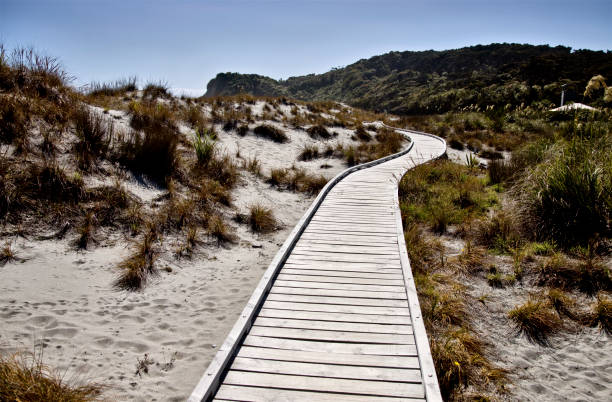 istock Wooden Walkway New Zeland 686305140
