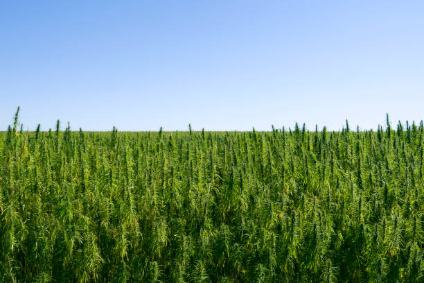 Plants: Industrial hemp Industrial hemp field in Eastern Thuringia hemp stock pictures, royalty-free photos & images