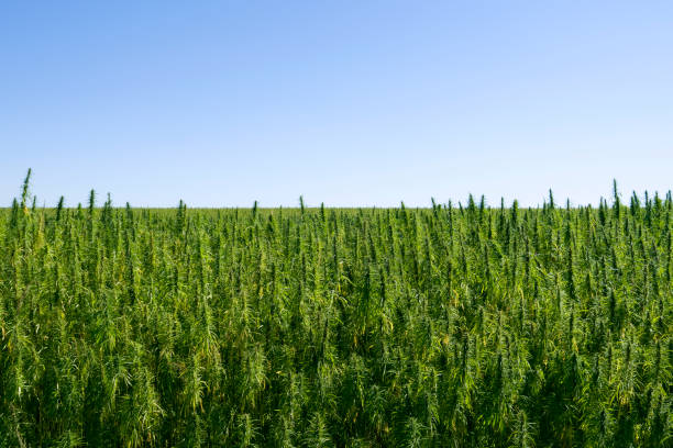 plants: industrial hemp - rosids imagens e fotografias de stock