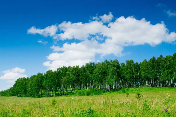 deep blue sky over birch forest and meadow