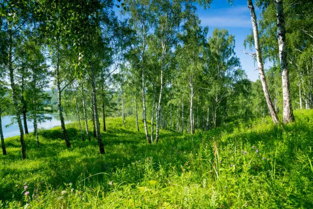 birch forest near lake