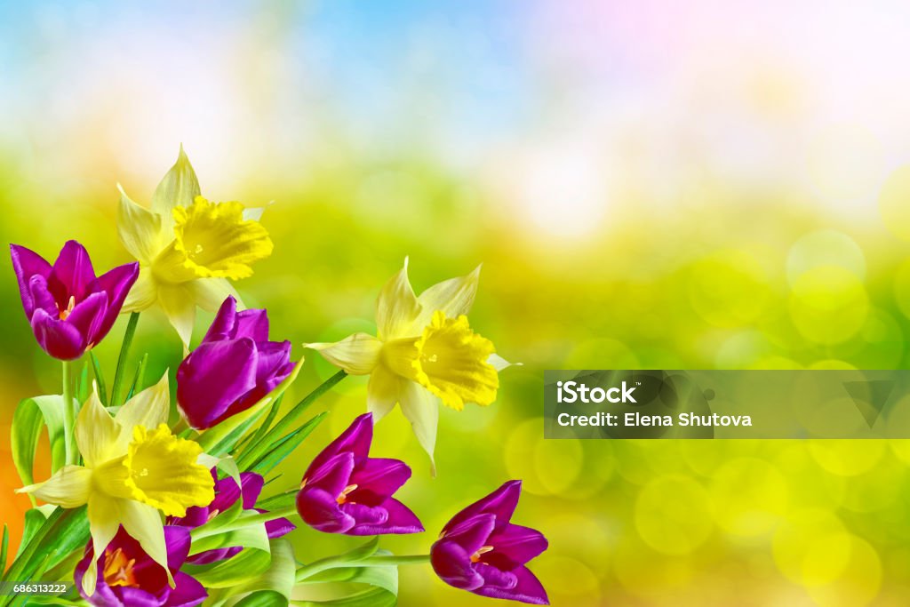 Spring Photography Colorful Bright And Colorful Spring Flowers Stock Photo - Download Image Now ...