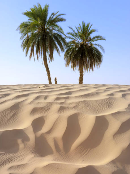 istock sand dune and palm tree in the desert 686315476