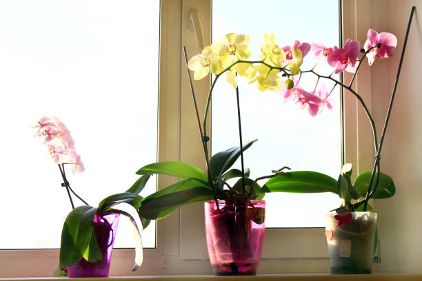 istock three different blossoming orchids in flowerpots 686315790