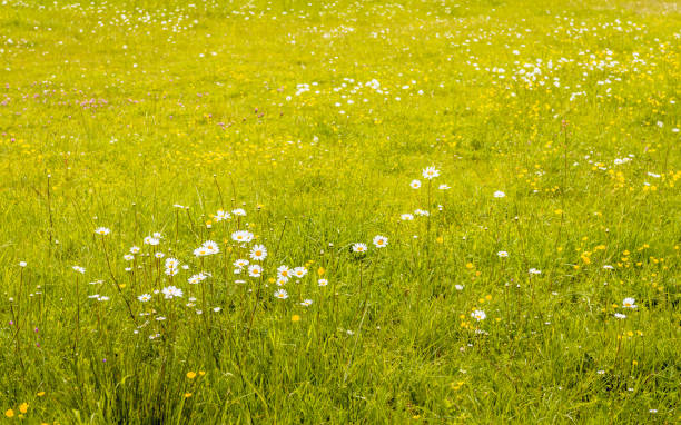 istock Flowering plants and grasses in the wild 686320838