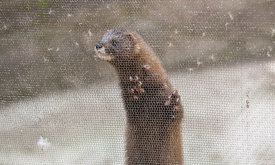 European mink, Mustela lutreola, looking through the grid of his cage