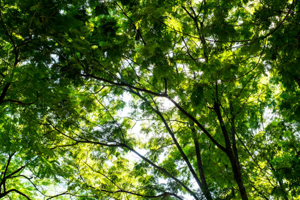 istock Big tree on color green background with green leafs 686325188
