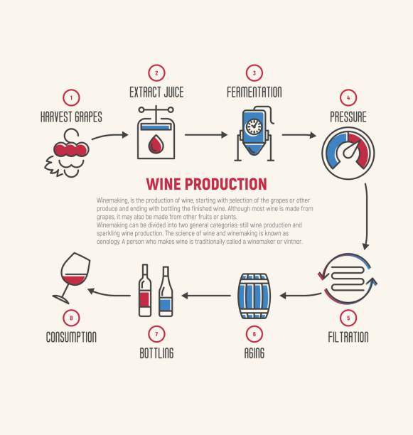 stockillustraties, clipart, cartoons en iconen met dunne lijn infographic van wijn gisting, maken. hoe wijn gemaakt wordt, wijn elementen, maken een wijn, de wijnmaker gereedschap set en de wijngaard. productie van alcoholhoudende dranken. vectorillustratie. - data processing