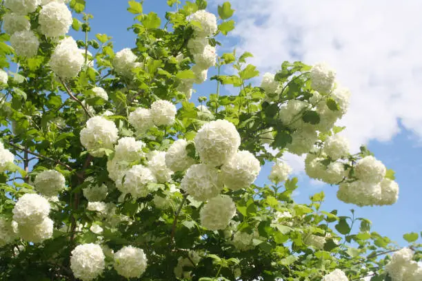 Viburnum opulus with white flowers against blue sky.Snowball bush in the garden