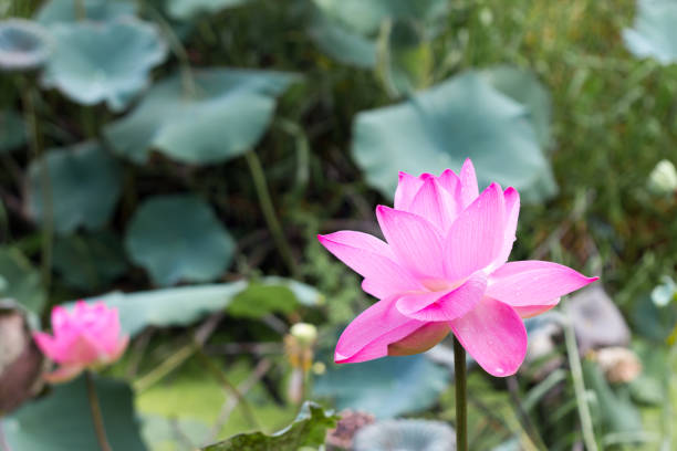 istock flower,plant,nature 686328844