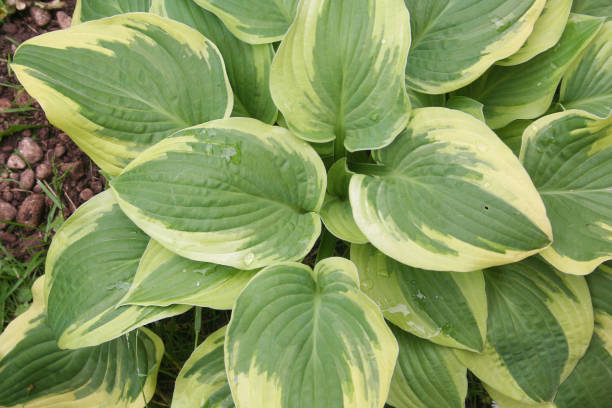 istock Variegated Hosta plant in the garden 686329216