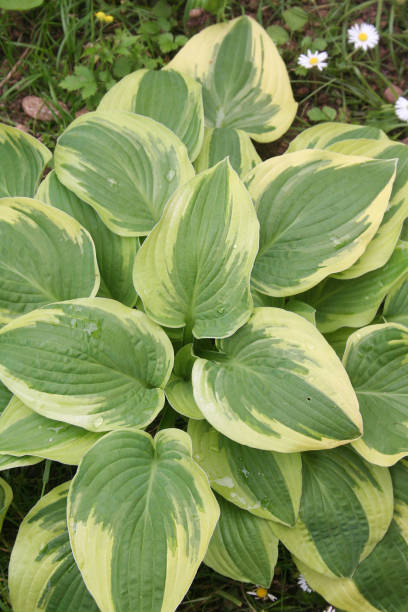 istock Variegated Hosta plant in the garden 686329320