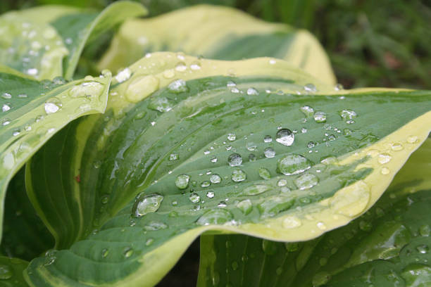 istock Drops of dew water on a fresh green hosta leafs 686329322