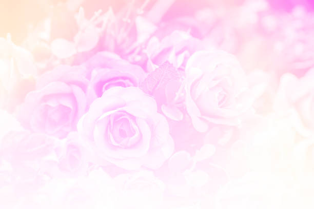 istock pink rose with colorful filter, flare 686329352