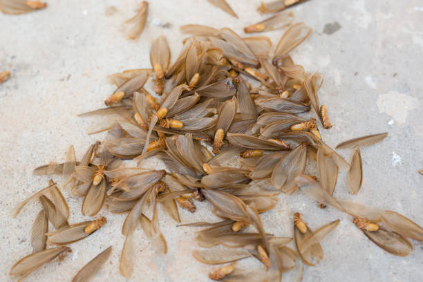 many of brown winged termite (alates) on cement floor stock photo
