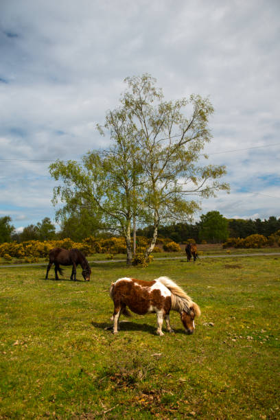 шетландский пони нью-форест национальный парк хэмпшир англия великобритания - ringwood стоковые фото и изображения