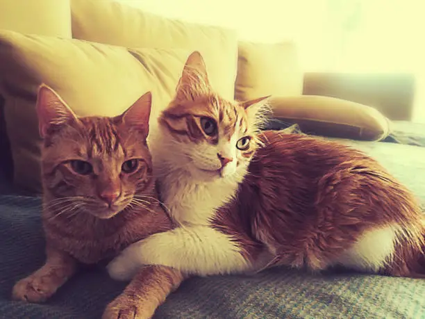 A couple of redhead cats hugging each other on a cozy sofa.