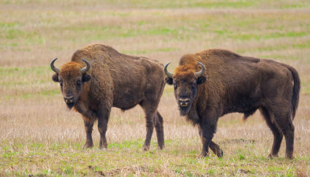 istock Two of European Bison bulls resting 686343984