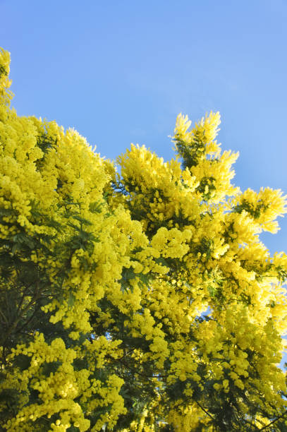 istock Mimosa flowers with copy space 686344172