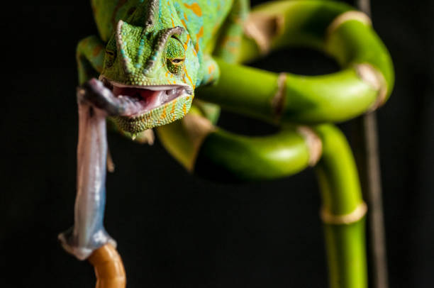istock Veiled Chameleon Tounge feeding on black background 686344204