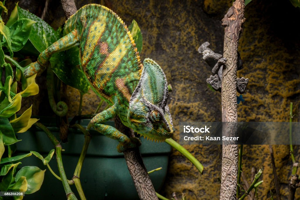Etna Indsprøjtning Blive skør Veiled Chameleon In Terrarium Stock Photo - Download Image Now - Animal  Themes, Animals Hunting, Camouflage - iStock