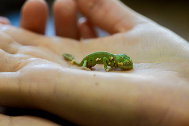 istock Newborn baby chameleon on hand 686344222