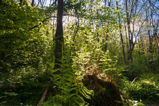 rétroéclairage ferns - wensleydale blue photos et images de collection