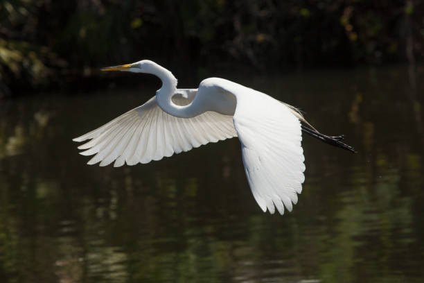 istock Great egret flying low over water in central Florida. 686347132