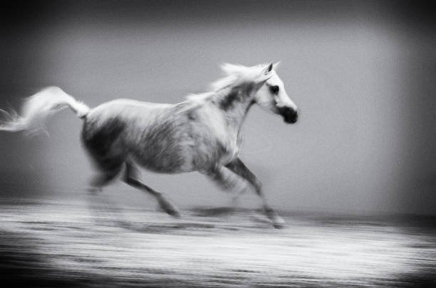 istock white horse galloping - monochrome, sepia, vintage 686347142