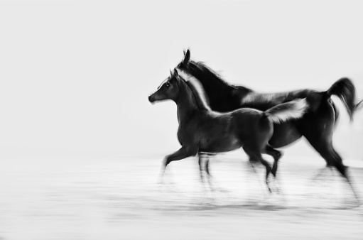 horses and foal galloping - monochrome, sepia, vintage