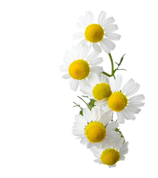 istock Chamomiles isolated on white background. Matricaria chamomilla 686347298