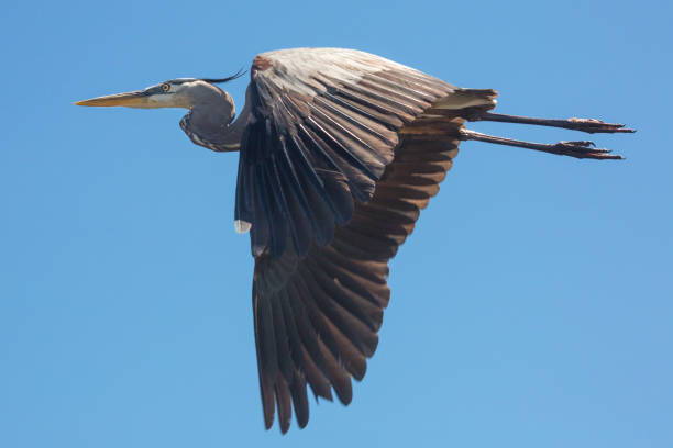 istock Majestic great blue heron flying in a clear blue sky. 686350014