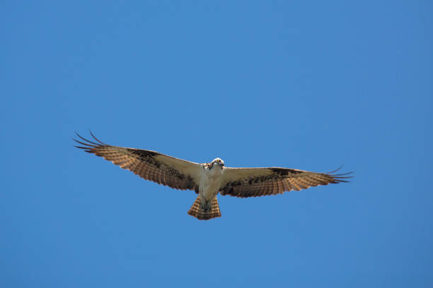 istock Osprey flying in a clear blue sky in central Florida. 686350386