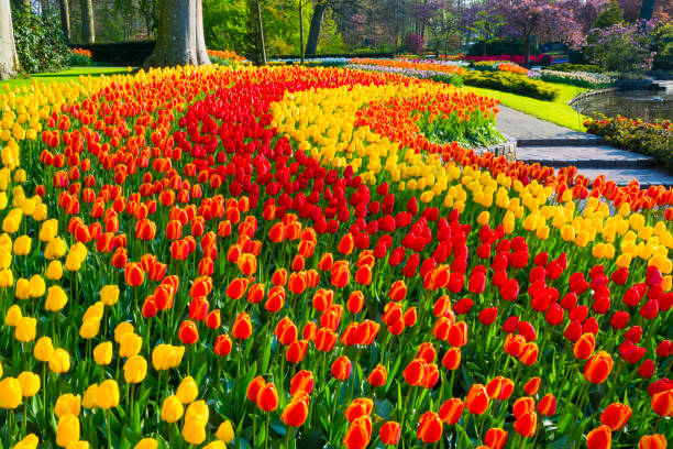 fiori primaverili in un parco - fountain landscaped ornamental garden flower bed foto e immagini stock