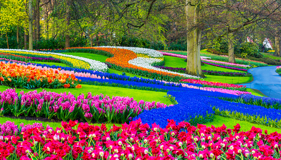 Colorful spring flowers in a park. Location is Keukenhof Gardens, near Lisse, Netherlands