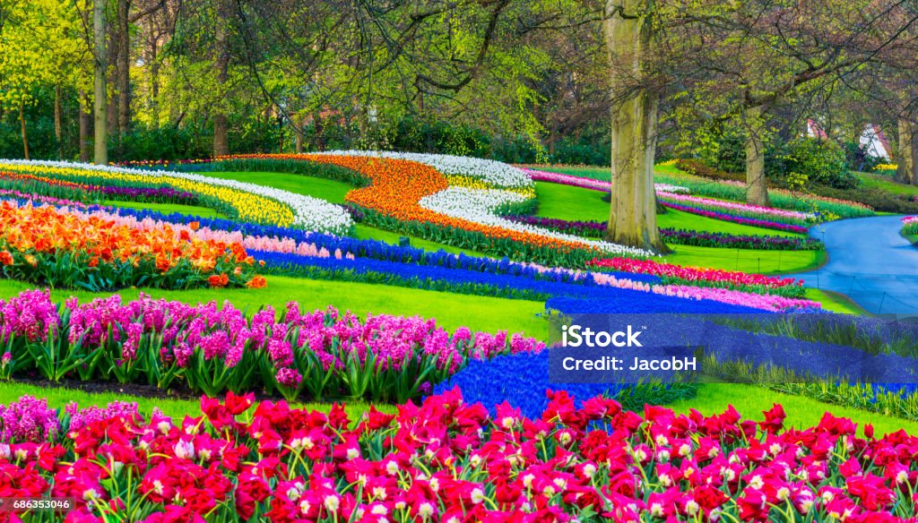 Spring Flowers in a Park Colorful spring flowers in a park. Location is Keukenhof Gardens, near Lisse, Netherlands Keukenhof Gardens Stock Photo