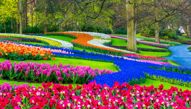 Spring Flowers in a Park Colorful spring flowers in a park. Location is Keukenhof Gardens, near Lisse, Netherlands keukenhof gardens stock pictures, royalty-free photos & images