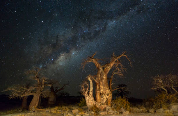 istock Milkyway and baobab trees at night 686353408