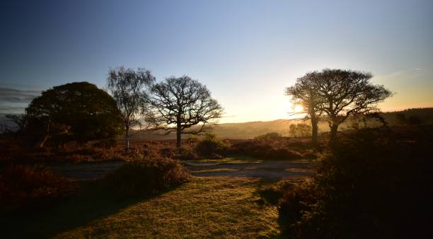 istock Mogshade pond New Forest Hampshire UK 686354156