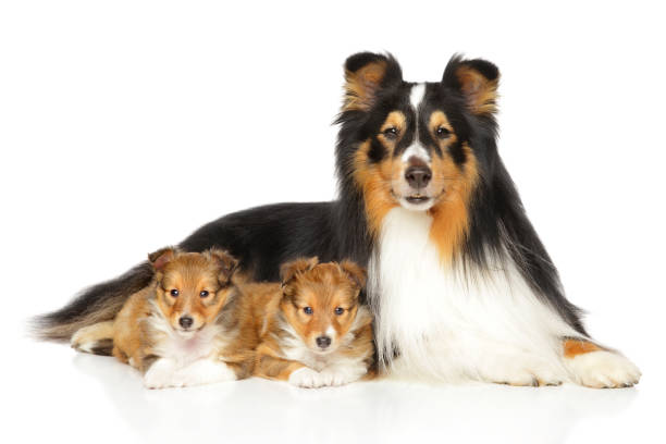 istock Shetland Sheepdog puppies and father 686356782
