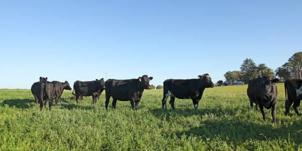 istock A black calfs on a farm in rural America. 686357002