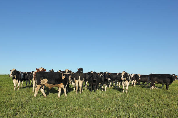 istock Cows grazing in the pampas. 686357010