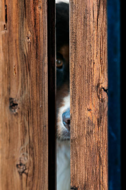 Bernese Dog behind Fence Bernese Dog through a fence view. traurig stock pictures, royalty-free photos & images