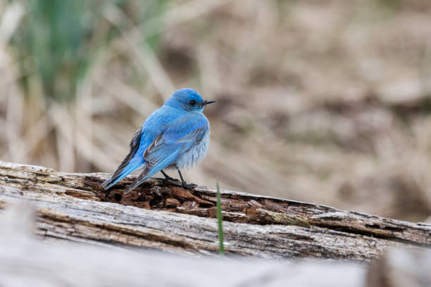 istock Male mountain bluebird 686359462