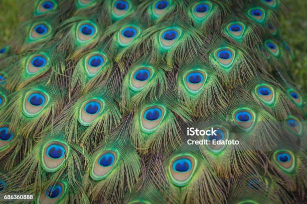 Peacock Feathers Stock Photo - Download Image Now - Beak, Beauty, Blue -  iStock